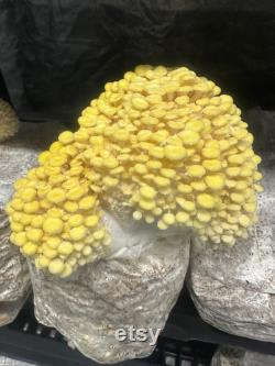 12lb Box Organic Soy Hull Pellet Mushroom Cultivation Great Lakes Mushroom Company