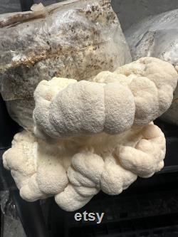 12lb Box Organic Soy Hull Pellet Mushroom Cultivation Great Lakes Mushroom Company