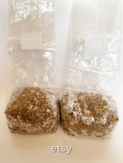 12x 4lbs Hydrated, Sealed and Sterilized Rye Grain Bag