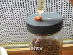 12x Mushroom Grain Spawn Jar PP5 Lid- O fungi U