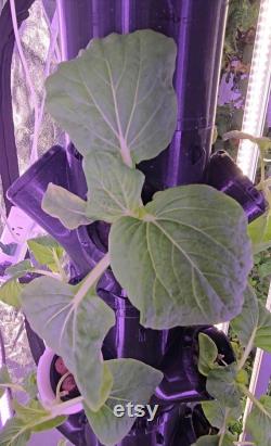 16 Plant Hydroponic Tower Self-Watering Hydroponic Tower System Kit Outdoor and Indoor