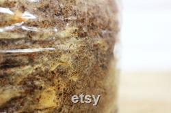 1Kg of Morel sawdust spawn (Morchella Angusticeps) Fire pit strain
