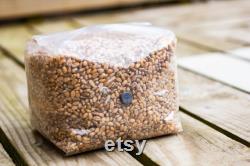 1kg 1.5kg Sterilised Grain Spawn Bags WITH Injection Port, Sterile
