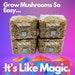 1lb Grow Mushrooms Grain Spawn Bags Rye Berries With Injection Ports 4pk
