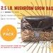 1x 2.5 Lb. Mushroom Grow Bag, All-in-one (aio), With 1 Lb. Organic Rye Berries And 1.5 Lbs. Cvg Great For Dung Lovers