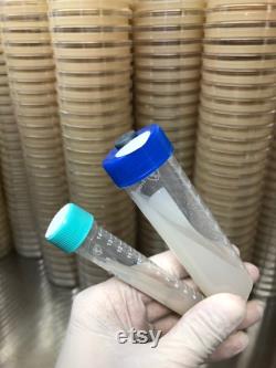 20 Custom Light Malt Agar Mushroom Slants for Long Term Storage