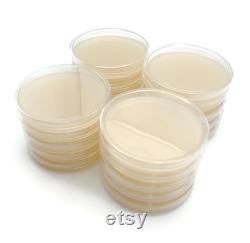 20 Malt Extract Agar Plates, Sterilized Agar Petri Dishes Individually Packaged 20 Precut Parafilm for Wrapping