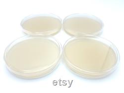 20 Malt Extract Agar Plates, Sterilized Agar Petri Dishes Individually Packaged 20 Precut Parafilm for Wrapping