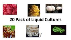 20 liquid cultures