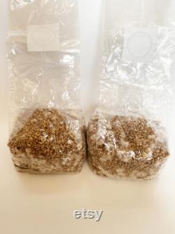 25x 4lbs Hydrated, Sealed and Sterilized Rye Grain Bag