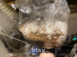 29kg Value Pack FREE POSTAGE Super fast white sorghum Spawn Bag Properly hydrated, Supplemented ,Sterilized Mushroom Grow Bag Shi hpn
