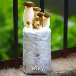 2 King Oyster Mushroom Grow Kits from QH Mushroom Farm