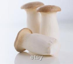 2 King Oyster Mushroom Grow Kits from QH Mushroom Farm