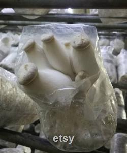 2 King Oyster Mushroom Grow Kits from QH Mushroom Farm