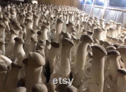 2 King Oyster Mushroom Grow Kits from QH Mushroom Farm