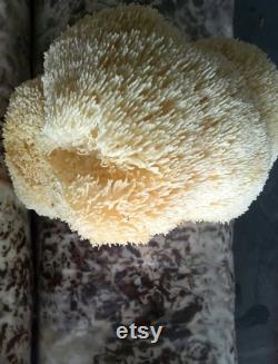 2 Lion's Mane Mushroom Grow Kits from QH Mushroom Farm