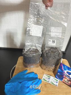 2-Pack All In One Grow Bags with Coco Coir for Manure Loving Mushrooms
