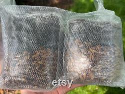 2-Pack All In One Grow Bags with Coco Coir for Manure Loving Mushrooms
