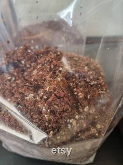 2kg Mushroom Bulk Substrate Coco Coir Vermiculite ( gypsum) in Grow Bag sterilised with filter mushroom cultivation