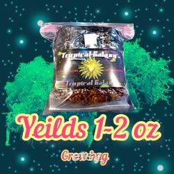 2lb All-in-One Mushroom Grow Bag,(everything but the spores)