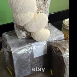 2lb Sterile Bulk Mushroom Substrate Fruiting Bag