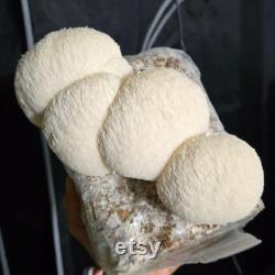 2lb Sterile Bulk Mushroom Substrate Fruiting Bag