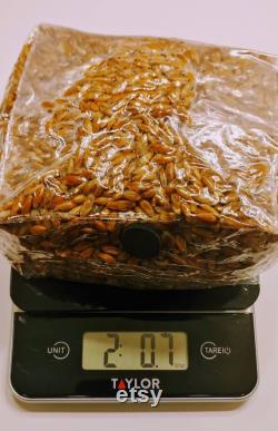 2lbs STERILIZED WHOLE OATS grain spawn bag