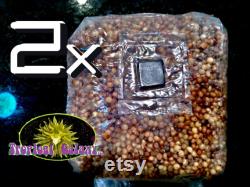 2x Bags Sterilized Mushroom Grain Spawn