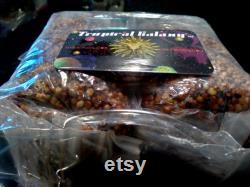 2x Bags Sterilized Mushroom Grain Spawn