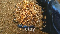 2x Bags Sterilized Mushroom Grain Spawn