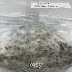 30 lbs. Pre-Sterilized Rye Grain Spawn Bags for Mushroom Growing 15x Rye Grain Mushroom Spawn Bags, 2 Pounds Each