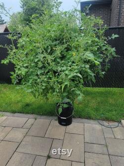 32 Plant Hydroponic Tower Outdoor and Indoor 5.5FT Black