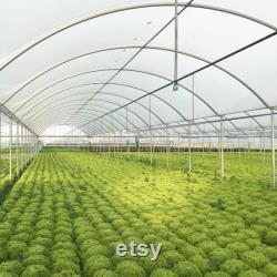 32 ft Wide and 50 ft Long Plastic Grow Film Clear 6 Mil 4 Year UV Resistant Polyethylene Greenhouse Film