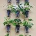 3 Columns Of Suspended Garden, Made Of 4 Plant Containers Each. A Vertical Garden (living Green Wall) .with Glass Water Reservoirs.