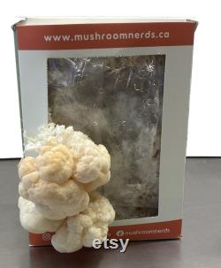 3 pound Lions Mane fruiting block Ready to grow mushroom kit