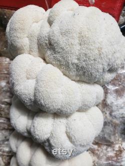 3 pound Lions Mane fruiting block Ready to grow mushroom kit