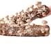 3 X 4lb Shiitake Mushroom Grow Kit From- Ecome.farm