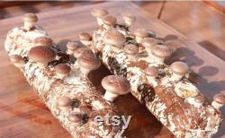 3 x 4lb Shiitake Mushroom Grow Kit from- ecome.farm