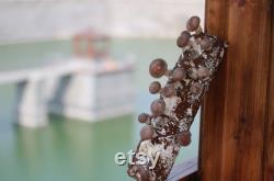 3 x 4lb Shiitake Mushroom Grow Kit from- ecome.farm