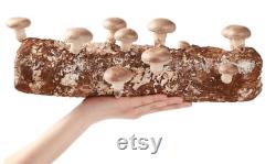 3 x 4lb Shiitake Mushroom Grow Kit from- ecome.farm