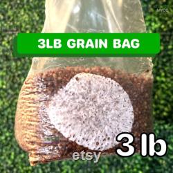 3lb Grain Spawn Mushroom Bags