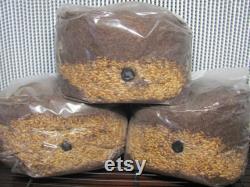 3x All-in-One Hardwood Mushroom Grow kit, Gourmet Mushroom Kit- O fungi U