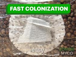 3x IT'S MAGIC Mushroom Grow Bag 5lb