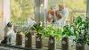 43 Grow Vegetables In Glass Jars Without Soil Hydroponic Gardening
