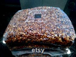 4lb Sterilized Grain for Mushroom Spawn, Inoculation Port Included