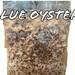 4x Bags Of Blue Oyster Grain Spawn 3 Pounds Each 12 Pounds In Total
