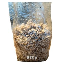 4x bags of Blue Oyster Grain Spawn 3 Pounds each 12 Pounds in total