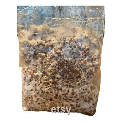 4x bags of Blue Oyster Grain Spawn 3 Pounds each 12 Pounds in total