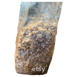 4x bags of Blue Oyster Grain Spawn 3 Pounds each 12 Pounds in total