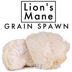 4x bags of Lions Mane Grain Spawn 3 Pounds each 12 Pounds in total